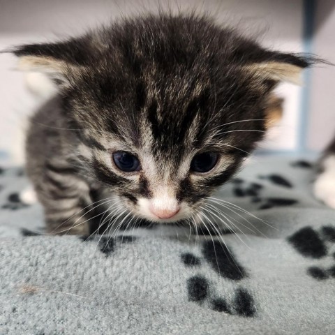 Wiggler, an adoptable Domestic Short Hair in North Battleford, SK, S9A 2M7 | Photo Image 1