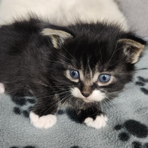 Monty Mole, an adoptable Domestic Short Hair in North Battleford, SK, S9A 2M7 | Photo Image 1