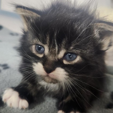 Monty Mole, an adoptable Domestic Short Hair in North Battleford, SK, S9A 2M7 | Photo Image 2