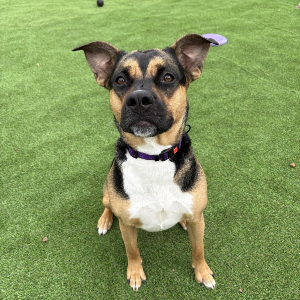 Addison - PAWS, an adoptable Mixed Breed in Las Cruces, NM, 88001 | Photo Image 1