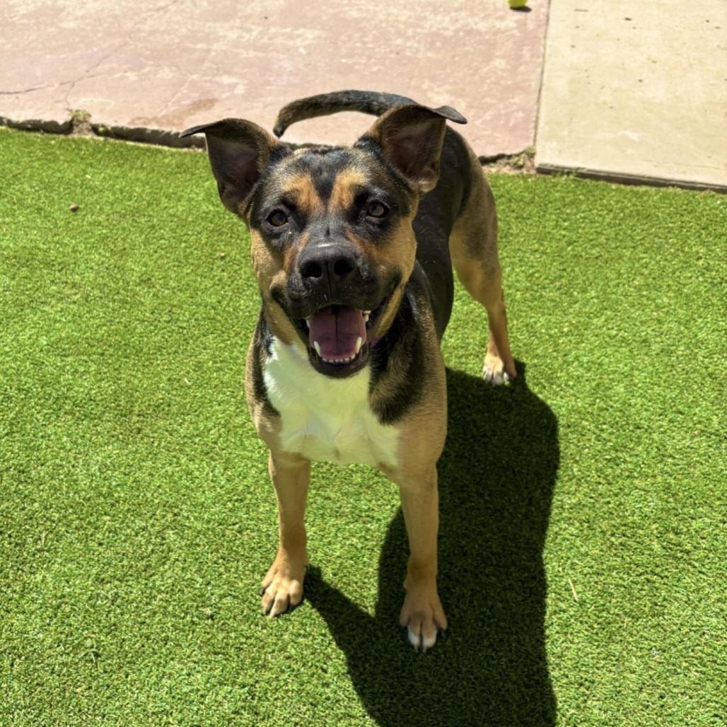 Addison - PAWS