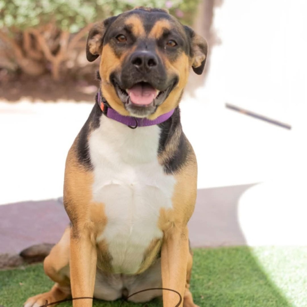 Addison - PAWS, an adoptable Mixed Breed in Las Cruces, NM, 88001 | Photo Image 1