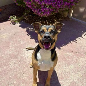 Addison - PAWS