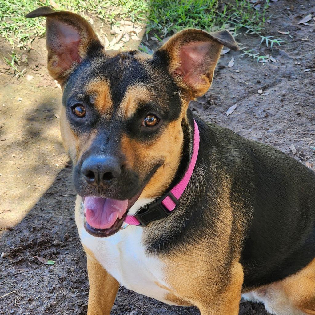 Addison - PAWS, an adoptable Mixed Breed in Las Cruces, NM, 88001 | Photo Image 2