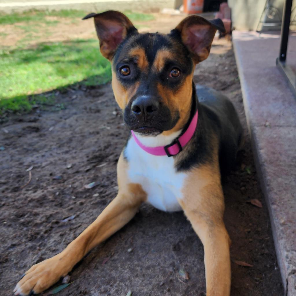 Addison - PAWS, an adoptable Mixed Breed in Las Cruces, NM, 88001 | Photo Image 2