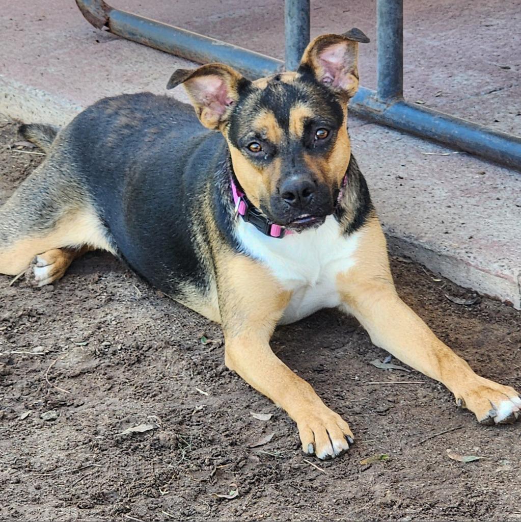 Addison - PAWS, an adoptable Mixed Breed in Las Cruces, NM, 88001 | Photo Image 3