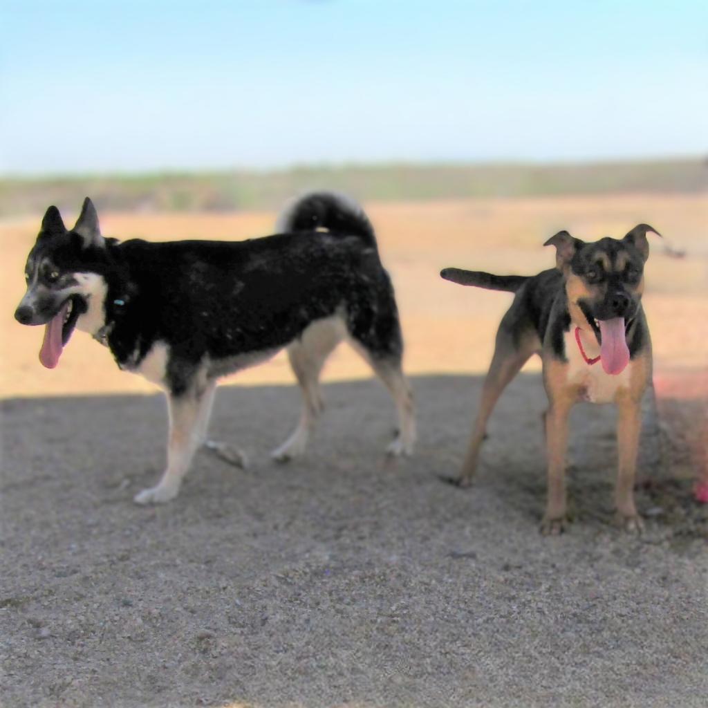 Addison - PAWS, an adoptable Mixed Breed in Las Cruces, NM, 88001 | Photo Image 4