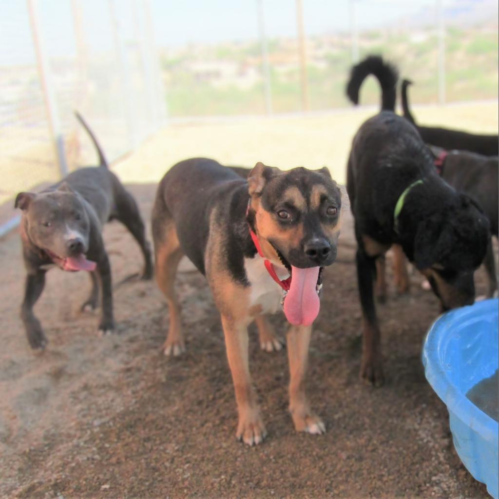 Addison - PAWS, an adoptable Mixed Breed in Las Cruces, NM, 88001 | Photo Image 5