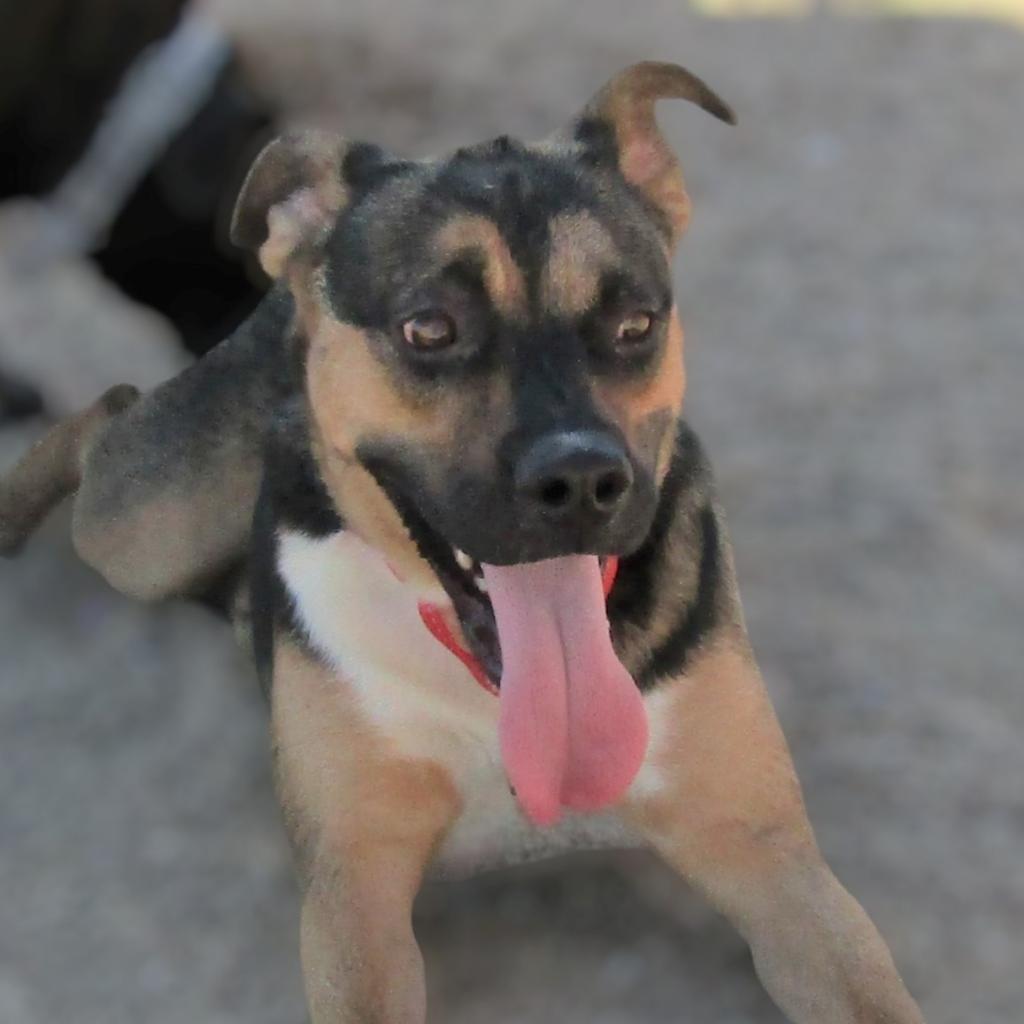 Addison - PAWS, an adoptable Mixed Breed in Las Cruces, NM, 88001 | Photo Image 6