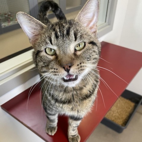 Blitzo, an adoptable Domestic Short Hair in Cody, WY, 82414 | Photo Image 1