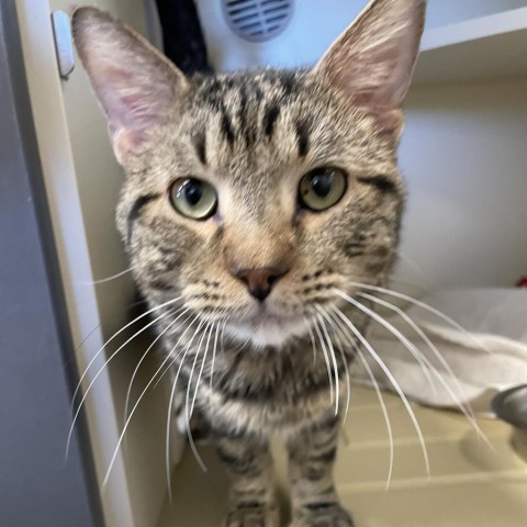 Blitzo, an adoptable Domestic Short Hair in Cody, WY, 82414 | Photo Image 2