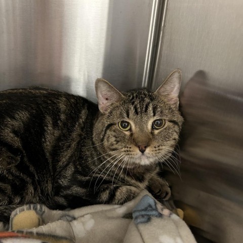 Blitzo, an adoptable Domestic Short Hair in Cody, WY, 82414 | Photo Image 3