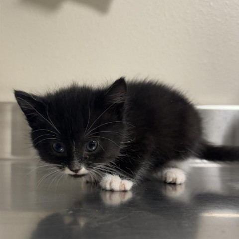 Nutmeg, an adoptable Domestic Long Hair in Cody, WY, 82414 | Photo Image 1