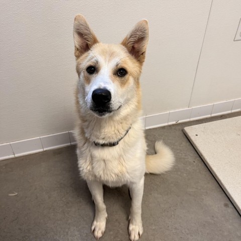 Tanner, an adoptable Akita, Husky in Rifle, CO, 81650 | Photo Image 1