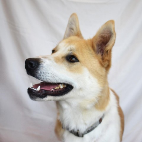 Tanner, an adoptable Akita, Husky in Rifle, CO, 81650 | Photo Image 1