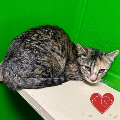 Nymphadora Tonks, an adoptable Domestic Short Hair in Cheyenne, WY, 82007 | Photo Image 1