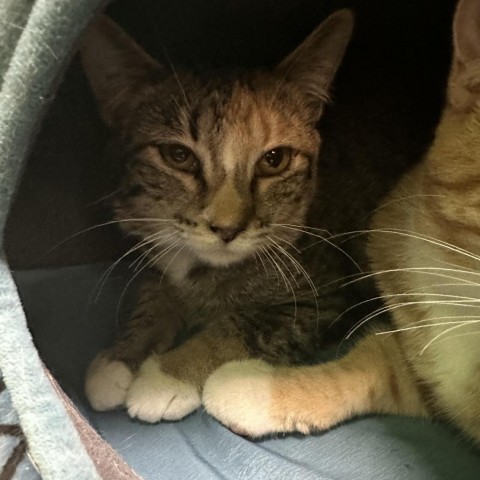 Nymphadora Tonks, an adoptable Domestic Short Hair in Cheyenne, WY, 82007 | Photo Image 3