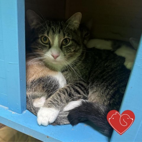 Remus Lupin, an adoptable Domestic Short Hair in Cheyenne, WY, 82007 | Photo Image 1