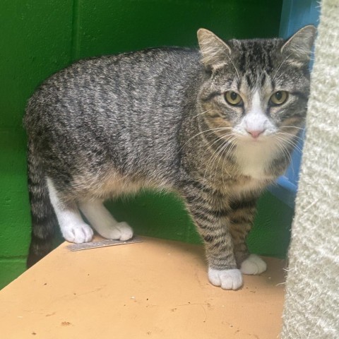 Remus Lupin, an adoptable Domestic Short Hair in Cheyenne, WY, 82007 | Photo Image 2