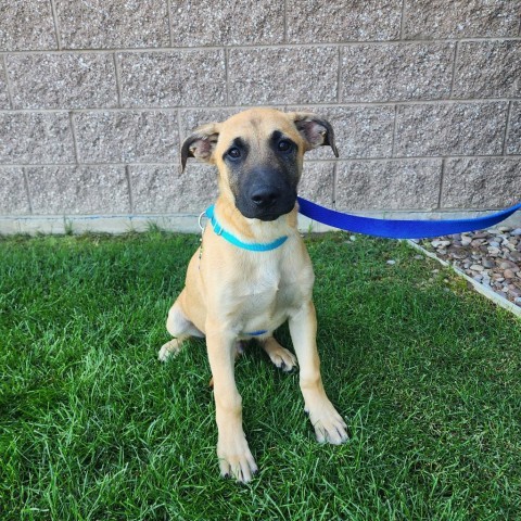 Journey, an adoptable Mixed Breed in Great Falls, MT, 59404 | Photo Image 1