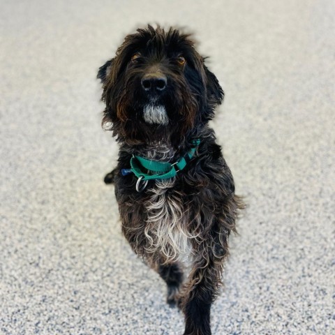 Marlie, an adoptable Mixed Breed in Great Falls, MT, 59404 | Photo Image 1