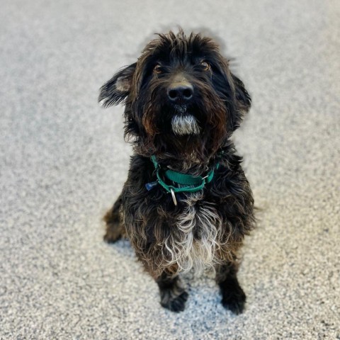 Marlie, an adoptable Mixed Breed in Great Falls, MT, 59404 | Photo Image 3