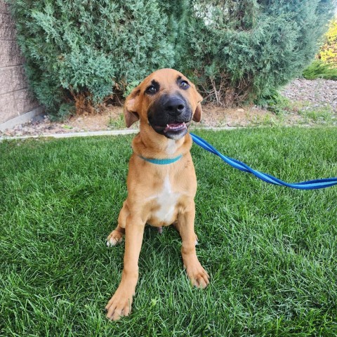 Motley, an adoptable Mixed Breed in Great Falls, MT, 59404 | Photo Image 1