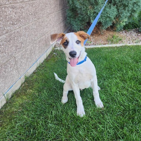 Aerosmith, an adoptable Mixed Breed in Great Falls, MT, 59404 | Photo Image 1