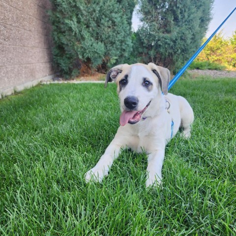 Lynyrd Skynyrd, an adoptable Mixed Breed in Great Falls, MT, 59404 | Photo Image 1