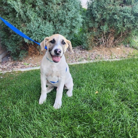 Bon Jovi, an adoptable Mixed Breed in Great Falls, MT, 59404 | Photo Image 1