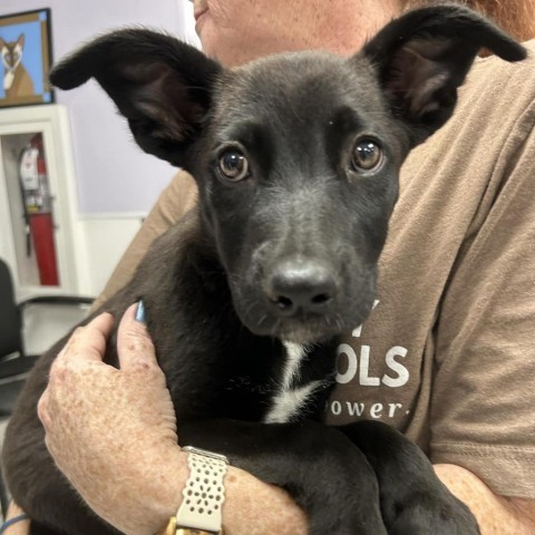 Sid, an adoptable Mixed Breed in Garden City, KS, 67846 | Photo Image 1