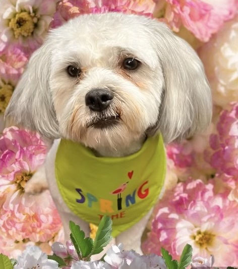 Smokey, an adoptable Maltese, Shih Tzu in Goodlettsville, TN, 37070 | Photo Image 1