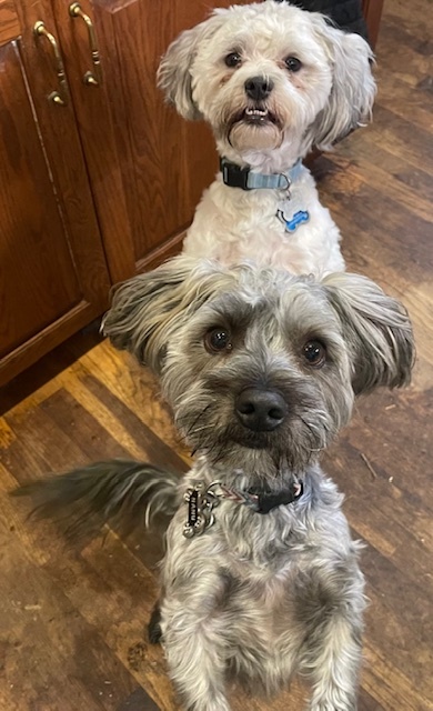 Smokey, an adoptable Maltese, Shih Tzu in Goodlettsville, TN, 37070 | Photo Image 2