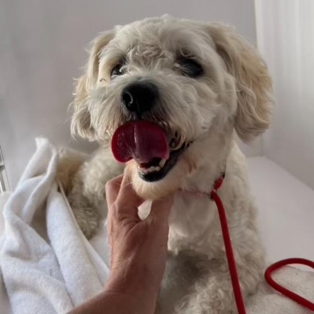 Mimi, an adoptable Maltese, Poodle in West Islip, NY, 11795 | Photo Image 1