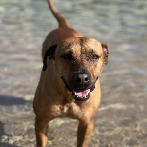 Princess, Adult Female Mixed Breed