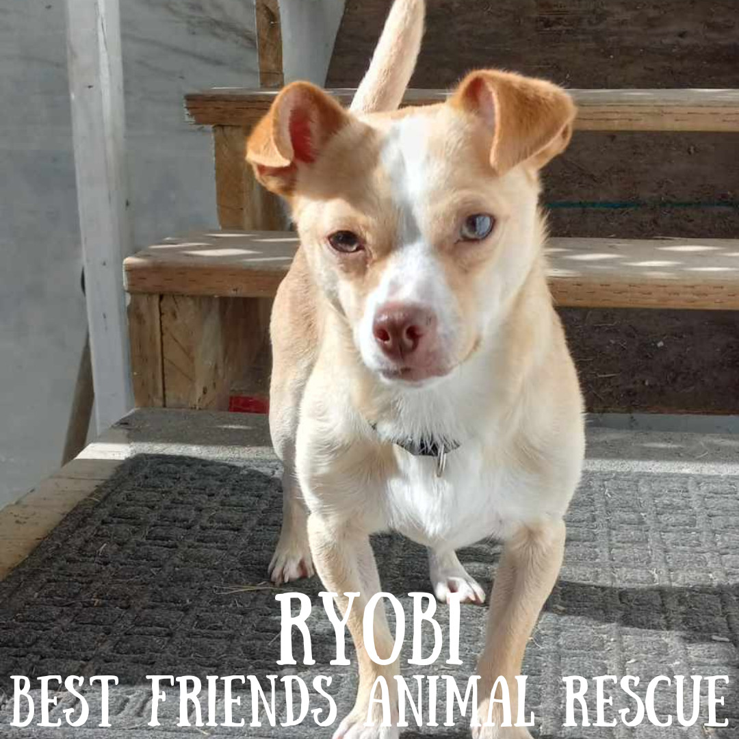 Ryobi, an adoptable Chihuahua in Wasilla, AK, 99654 | Photo Image 1