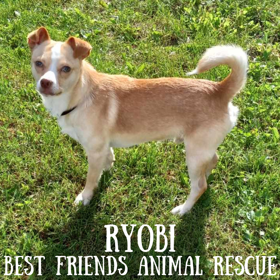 Ryobi, an adoptable Chihuahua in Wasilla, AK, 99654 | Photo Image 2