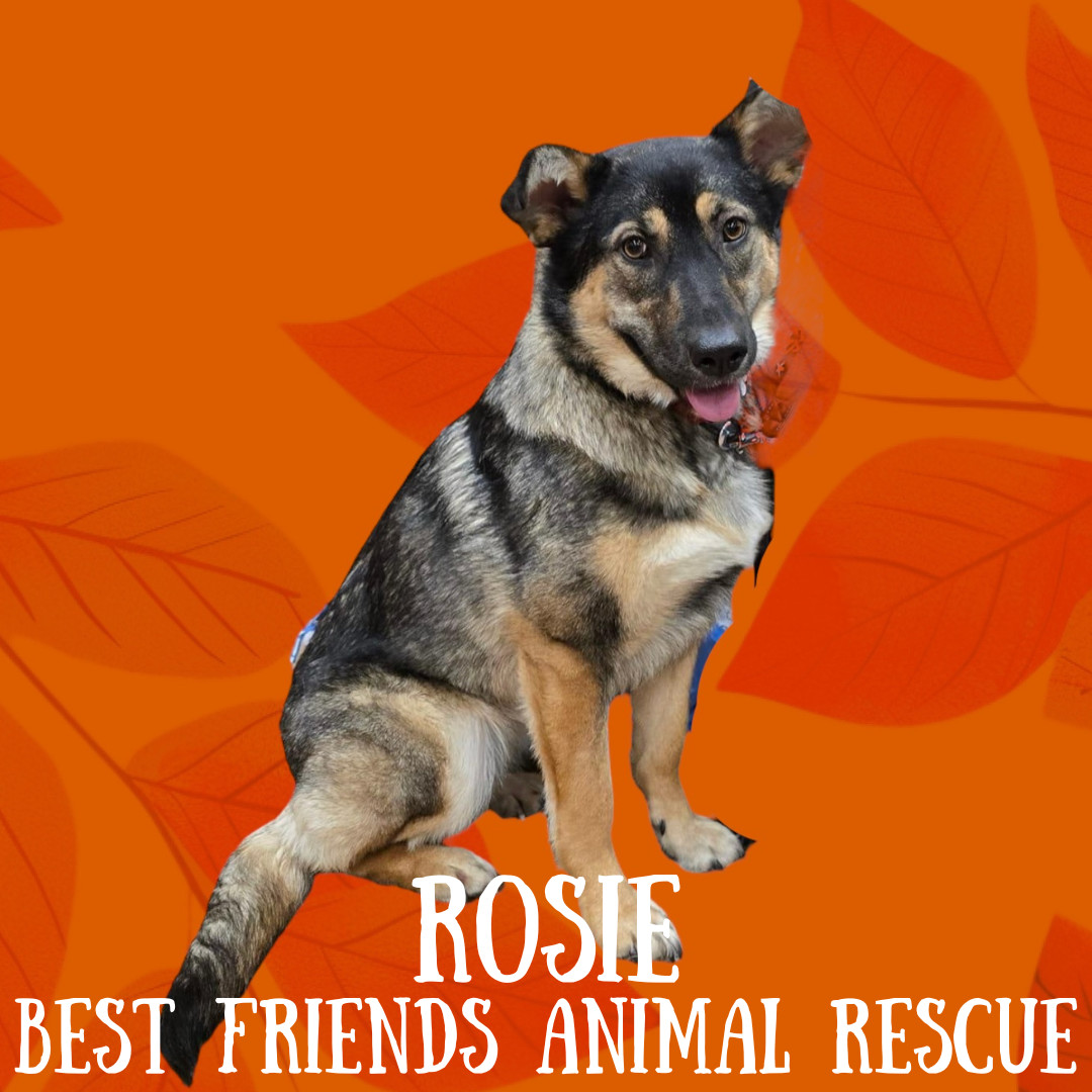 Rosie, an adoptable Husky in Wasilla, AK, 99654 | Photo Image 2