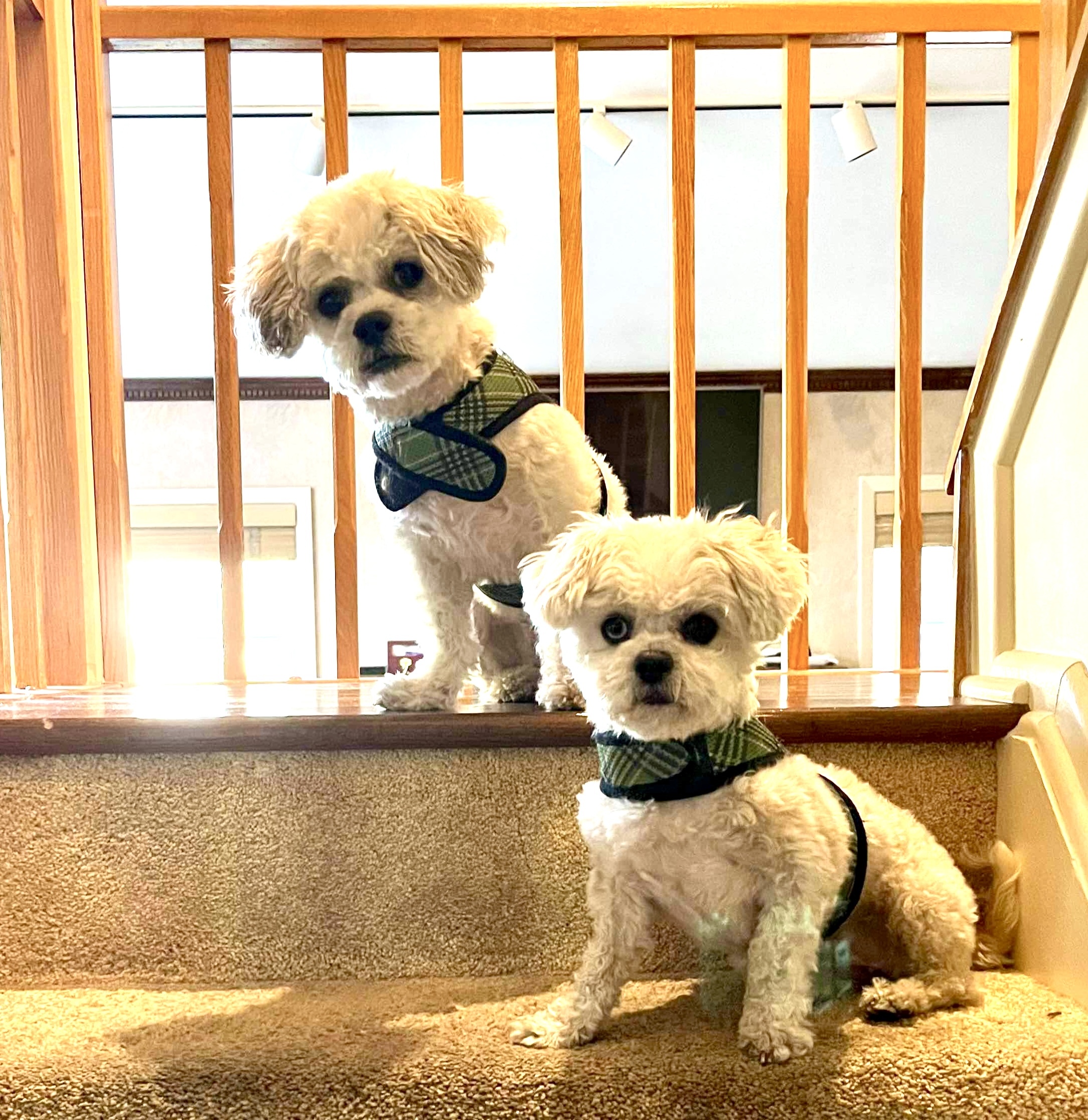 Daisy and Molly, an adoptable Maltipoo in Verona, NJ, 07044 | Photo Image 1