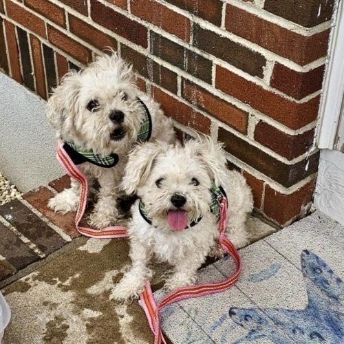 Daisy and Molly, an adoptable Maltipoo in Verona, NJ, 07044 | Photo Image 2