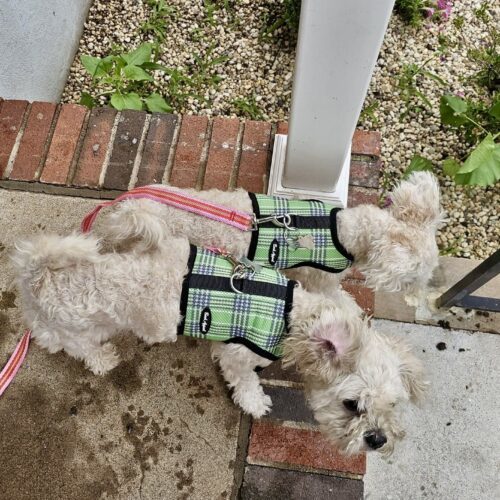 Daisy and Molly, an adoptable Maltipoo in Verona, NJ, 07044 | Photo Image 3