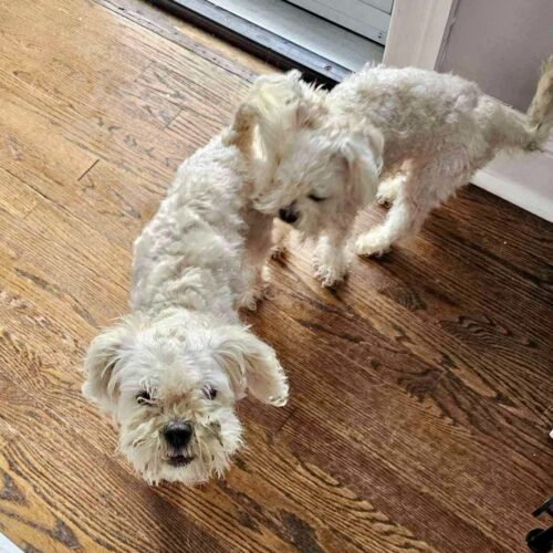 Daisy and Molly, an adoptable Maltipoo in Verona, NJ, 07044 | Photo Image 4