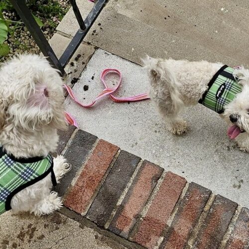 Daisy and Molly, an adoptable Maltipoo in Verona, NJ, 07044 | Photo Image 5