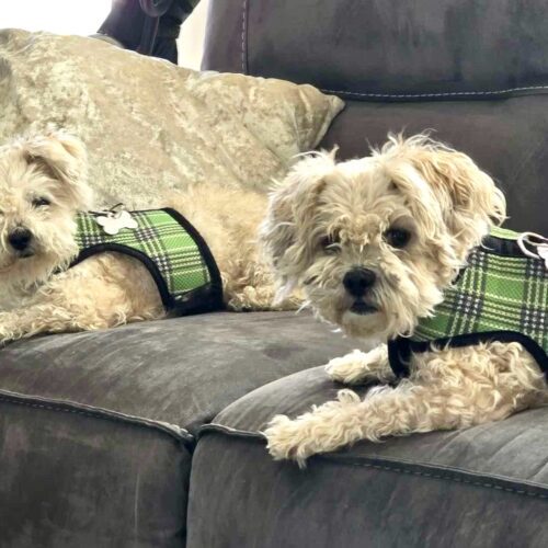 Daisy and Molly, an adoptable Maltipoo in Verona, NJ, 07044 | Photo Image 6