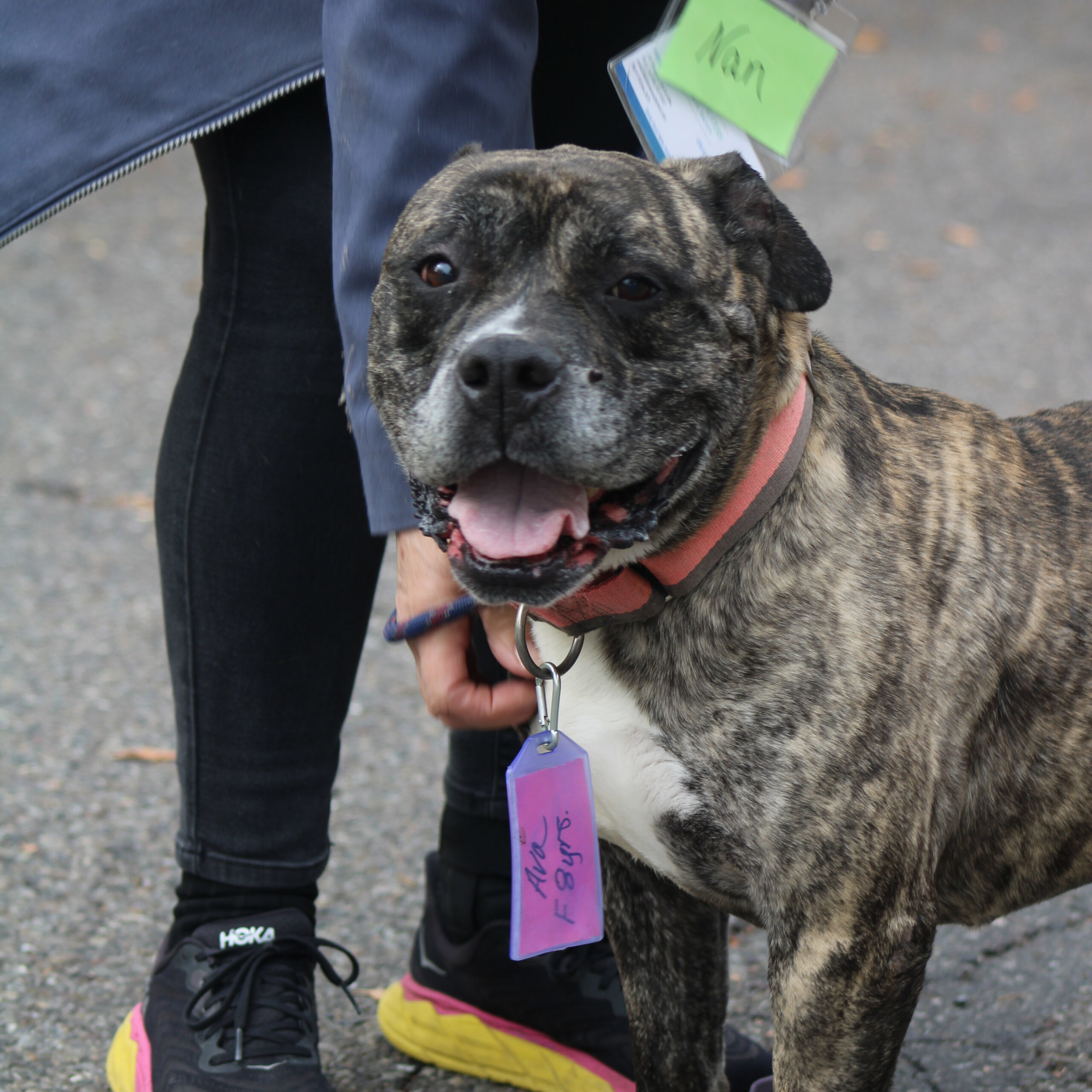 Ava, an adoptable English Bulldog, Mixed Breed in Grand Junction, CO, 81503 | Photo Image 1