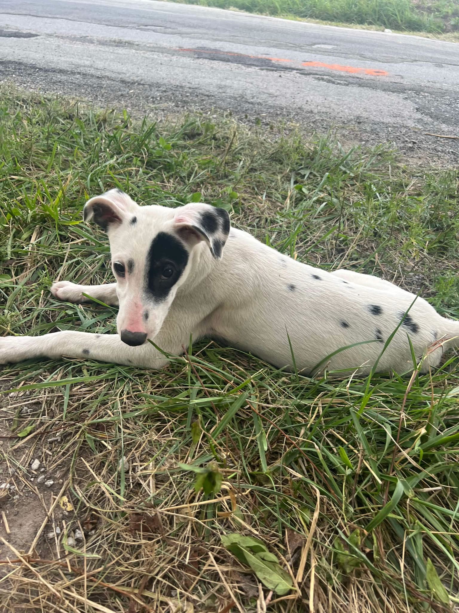Emma, an adoptable Greyhound, Beagle in Richmond, MO, 64085 | Photo Image 1