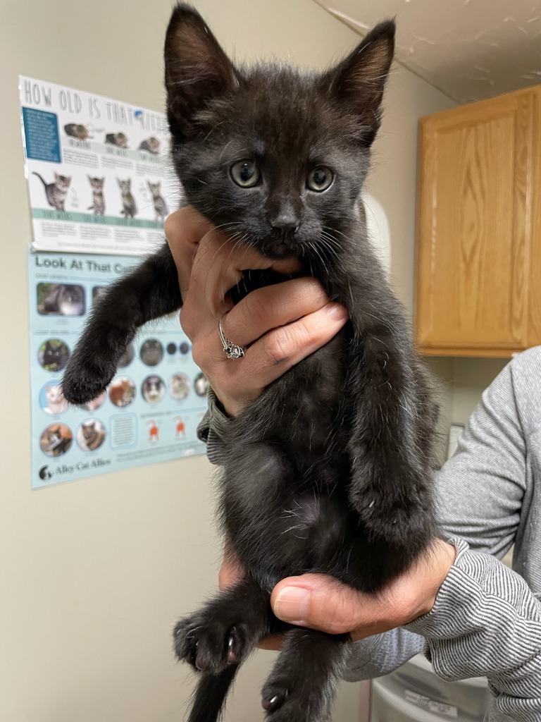 Soot Sprite, an adoptable Domestic Medium Hair in Grand Rapids, MN, 55744 | Photo Image 1