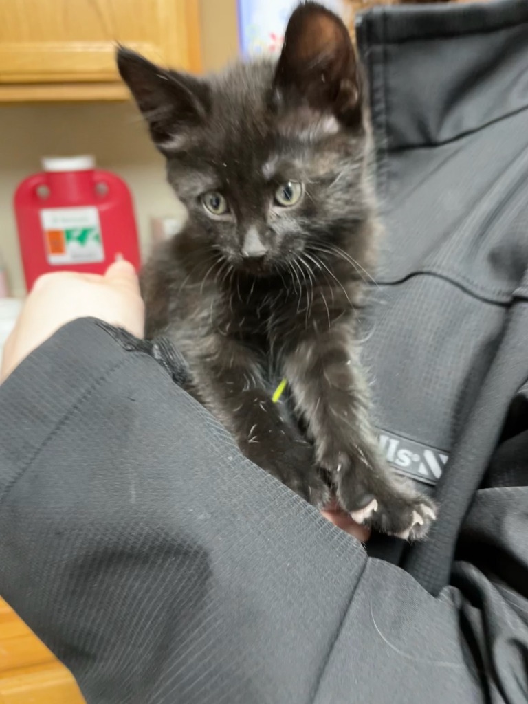 Ivy, an adoptable Domestic Medium Hair in Grand Rapids, MN, 55744 | Photo Image 1