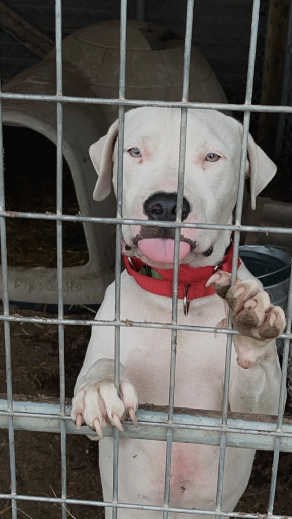 Bug, an adoptable Mixed Breed in Crandon, WI, 54520 | Photo Image 1