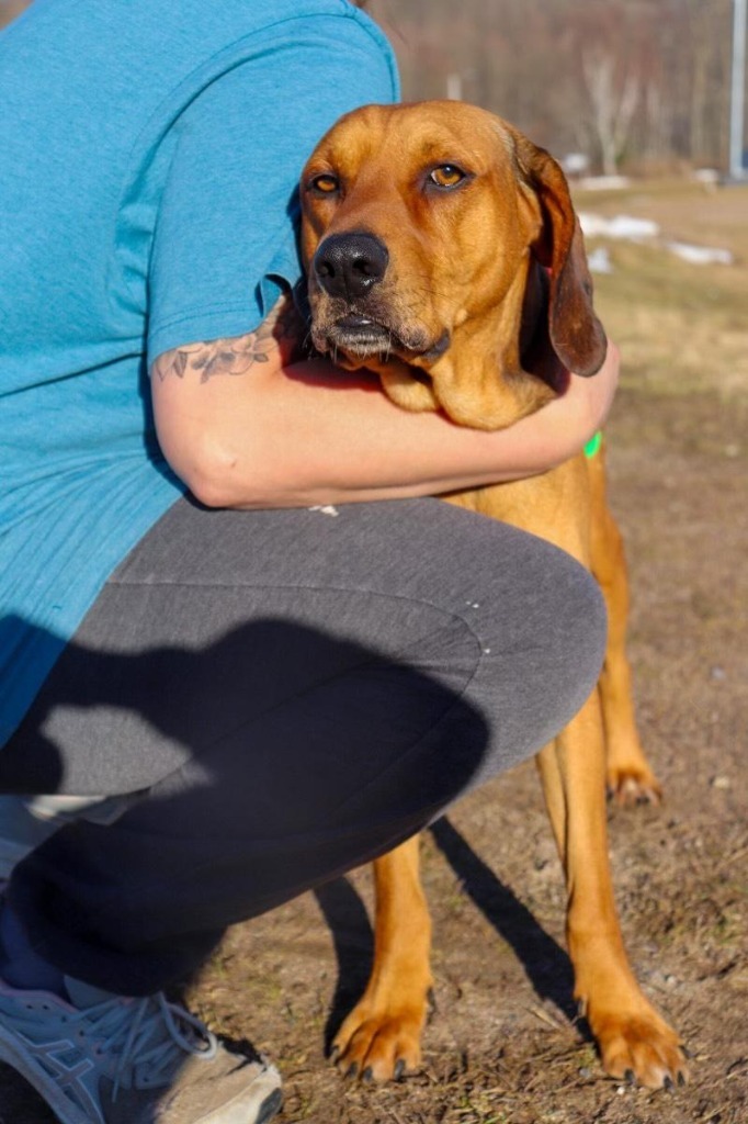 Reggie, an adoptable Redbone Coonhound in Crandon, WI, 54520 | Photo Image 1